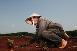 Laos Sapphires • Laos – Land of a Million Elephants... & Sapphires